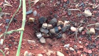 Harvester Ants in Page, Arizona.  Iphone 6+ Slow Motion 240 fps