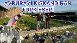 50 DÖNÜM ARAZİDE TÜRKİYENİN ZİRVESİ OLAN GÜVERCİN TESİSİ   ( DODO )