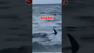 Shark Clears Florida Ocean! #travel