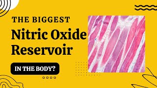 The Biggest Nitric Oxide Reservoir in the Body? | The Master Molecule