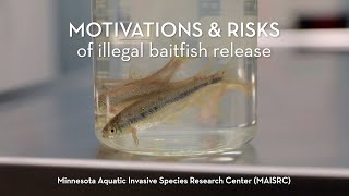 MAISRC | Motivations and risks of illegal baitfish release