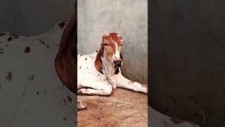 Top gir breeding farm || Results of kanhaiya bull