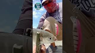 pinky..#trevallyHUNTER #fish #fishing #shortvideo #angler #philippine