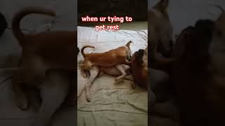 mama dog wants to take rest #doglover #shortsviral #shorts #aspinlover #shortsvideo #dog #mypets