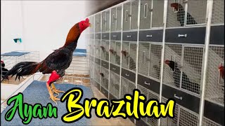 Ayam Brazilian