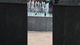 Fountain # shorts # Фонтан