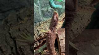 Savannah Monitor vs GIANT HORNWORM ! -