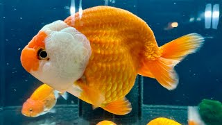 Ranchu Buffalo Show Quality 12cm cod.79A - LAMANGROVIA.COM - #ranchu #acquario