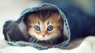 So Cute And Beautiful Cats Compilation video😻