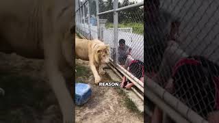 GUY IGNORES RULES AND LION TEACHES HIM A LESSON! #shorts