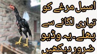 Aseel Murga ke tayri | Murga ready for defeated their competitors | Pakistani brand