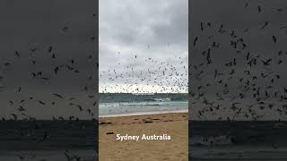 Flock of Seagulls Taking Flight on Coogee Beach #sydney #shorts #australia #nature  #birdlovers