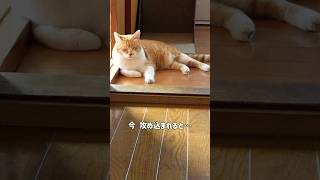 家を守る城主な猫 #元野良猫チャチャ #ねこ #猫武将 #ネコ #猫 #cat #チャチャ