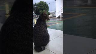 Menunggu hujan yang tak kunjung reda 😼😼 #catvideos #denting #shortvideo #hujan