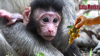 Baby Monkey Cute Eat Fruits At Home- Baby Monkey 2021 So Smart