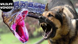 Dog vs Snake: Nature's Ancient Rivalry