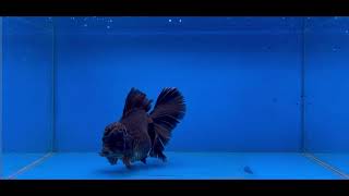 Nk Oranda full Black size khủng - Tỉ lệ hoàn hảo không tật lỗi [LEN Goldfish]