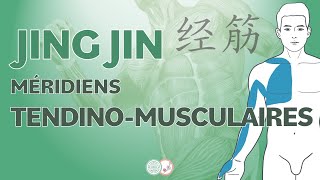 #26 - Les JING JIN / MERIDIENS TENDINO-MUSCULAIRES - Médecine Traditionnelle Chinoise