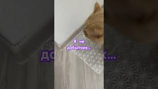 Не добытчик я😸#shorts #cat #кот #приколыскотами #рекомендации