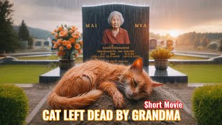 CAT LEFT DEAD BY GRANDMA Sad Story