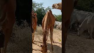 Red camel thar