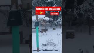 Deer chase 🙂🦌🦌 #shorts #youtubeshorts #deer #animals