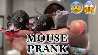 SCARY Mouse Prank on Niece (Grocery run+ stopping by the in laws) VLOG Marsha&Jeff