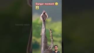 अब क्या होगा 😳💥 |what while happen now 😳😟 #shorts #monkey #snake #animals