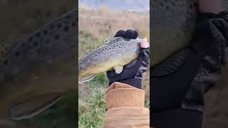 Interesting Day Today... First Cast biggin and pre winter lethargic #browntrout #shorts #subscribe