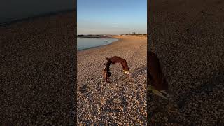 flipping at the beach 👀 where should i flip at next? #floorzitake