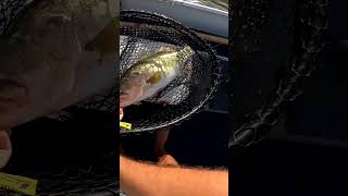 Huge Bass on NLBN 3" (almost lost it) #shorts #fishing #largemouth