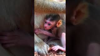 Ep204. Cute Monkey Goes Bananas in Adorable Viral Video!