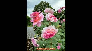 Auscrystal rose #rose