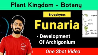 Bryophyte - Funaria Sexual Reproduction - Development of Archigonium | By Bioaman Bhaiya