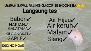 "Lihat Lalu coba"100% gak bakal nyesel..Umpan bawal paling gacor