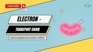 Electron Transport Chain || Oxidative Phosphorylation || #msc_entrance #msc #csirnet #pgt_biology