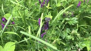 アリオンゴマシジミMaculinea arion /Phengaris arion (Large Blue) 2024/06/26 Col de la Lombarde 1150m France