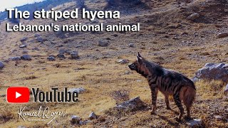 Hyaena hyaena syriaca  | تقرير يلقي الضوء على الضبع المخطط اللبناني المهدد بالانقراض