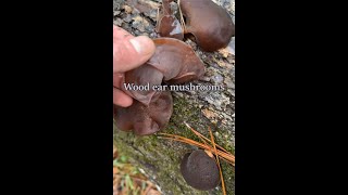 Wood ear  mushrooms