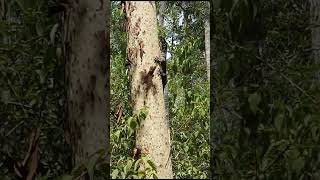 Australian Goanna 🦎 🇦🇺