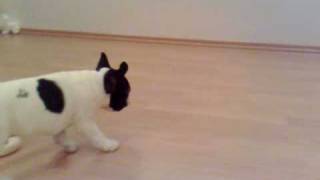 Dexter - Buldog Francuski - French bulldog