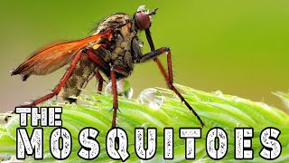 THE MOSQUITOES LIFESTYLE FAMILY FACTS ABILITY FOOD SCIENTIFIC CLASSIFICATION