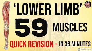 59 Lower Limb Muscles - Quick Revision‎️‍🔥| Anatomy Decoded | Anatomy Lectures