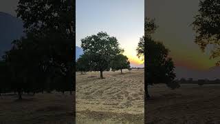 Beautiful sunset under the oak trees, please subscribe to us, thank you