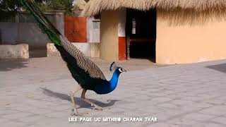 Peacocks in Tharparkar