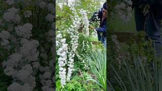 Bridal Wreath Spirea 🤍🌿