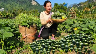 Harvesting Young Squash to Sell at Market and How to Make Delicious Steamed Squash | Trieu Mai Huong