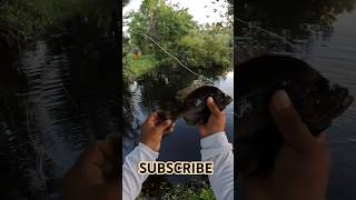 small bait big fish! #bluegill #sunfish #fishing #freshwater #outdoors #pond #viral #trending