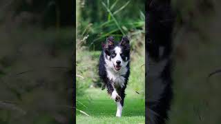 🐕 Dog breeds #18 - Quick Quiz