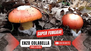 26 ovoli in una sola fungaia 😱 Funghi settembre 2024